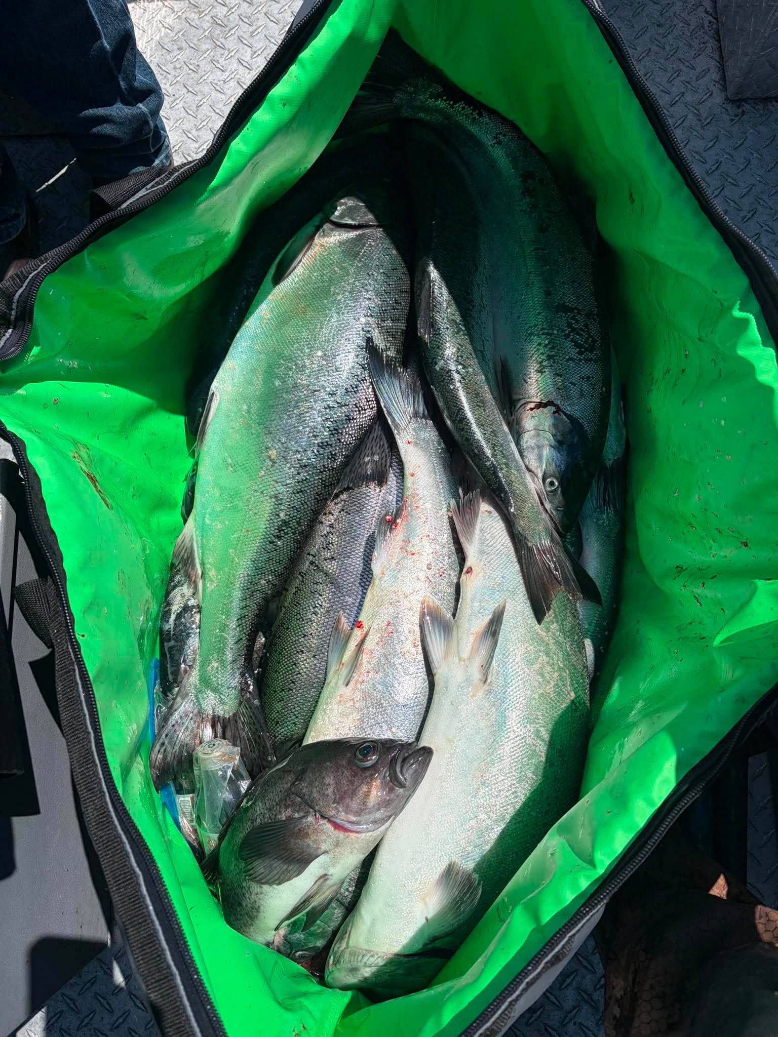 Fresh salmon catch collected and ready for the cooler