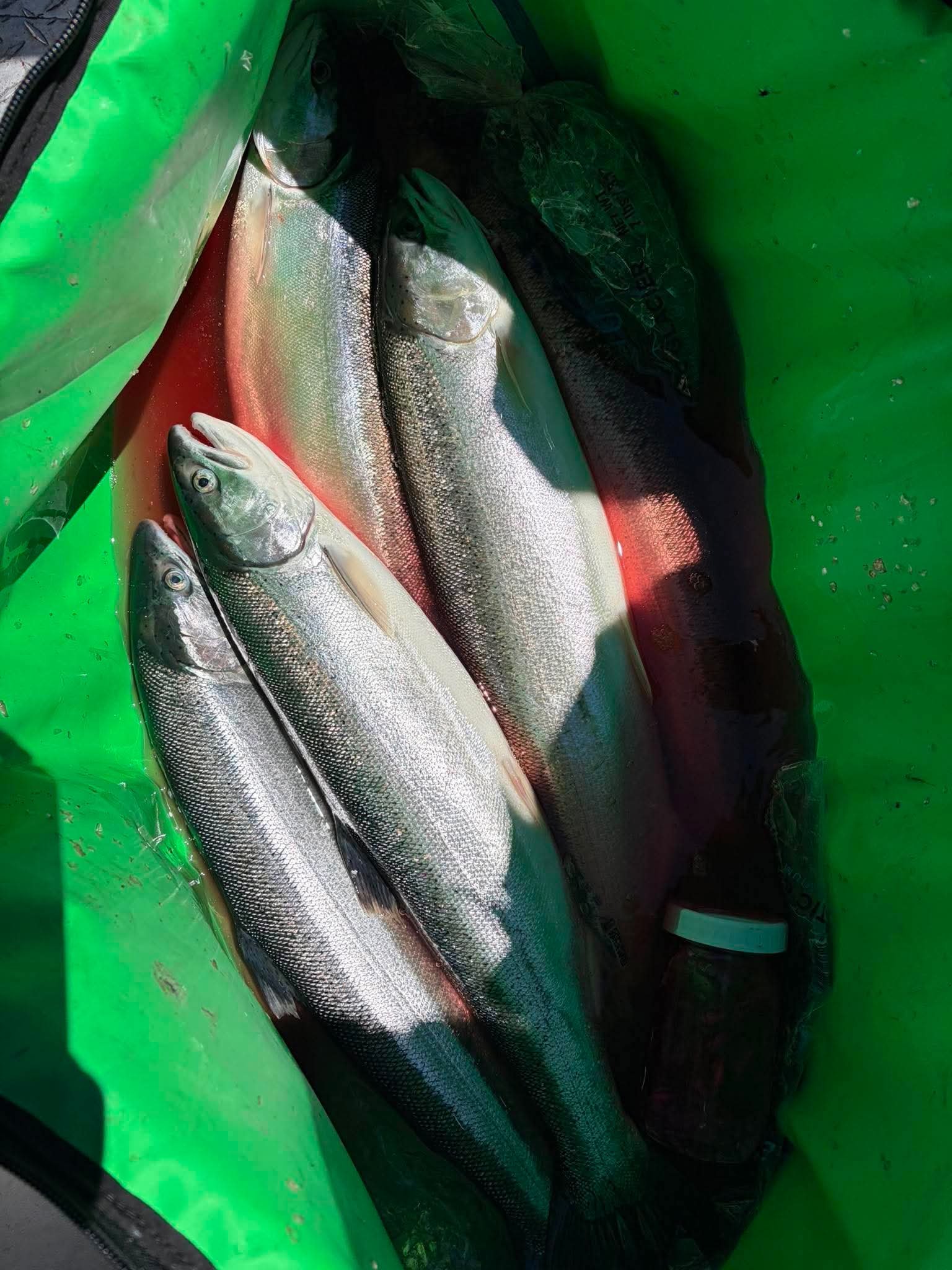 Fresh salmon catch collected in a green fish tote